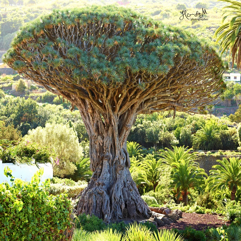 Tenerife - El Drago - strom, který si pamatuje dinosaury