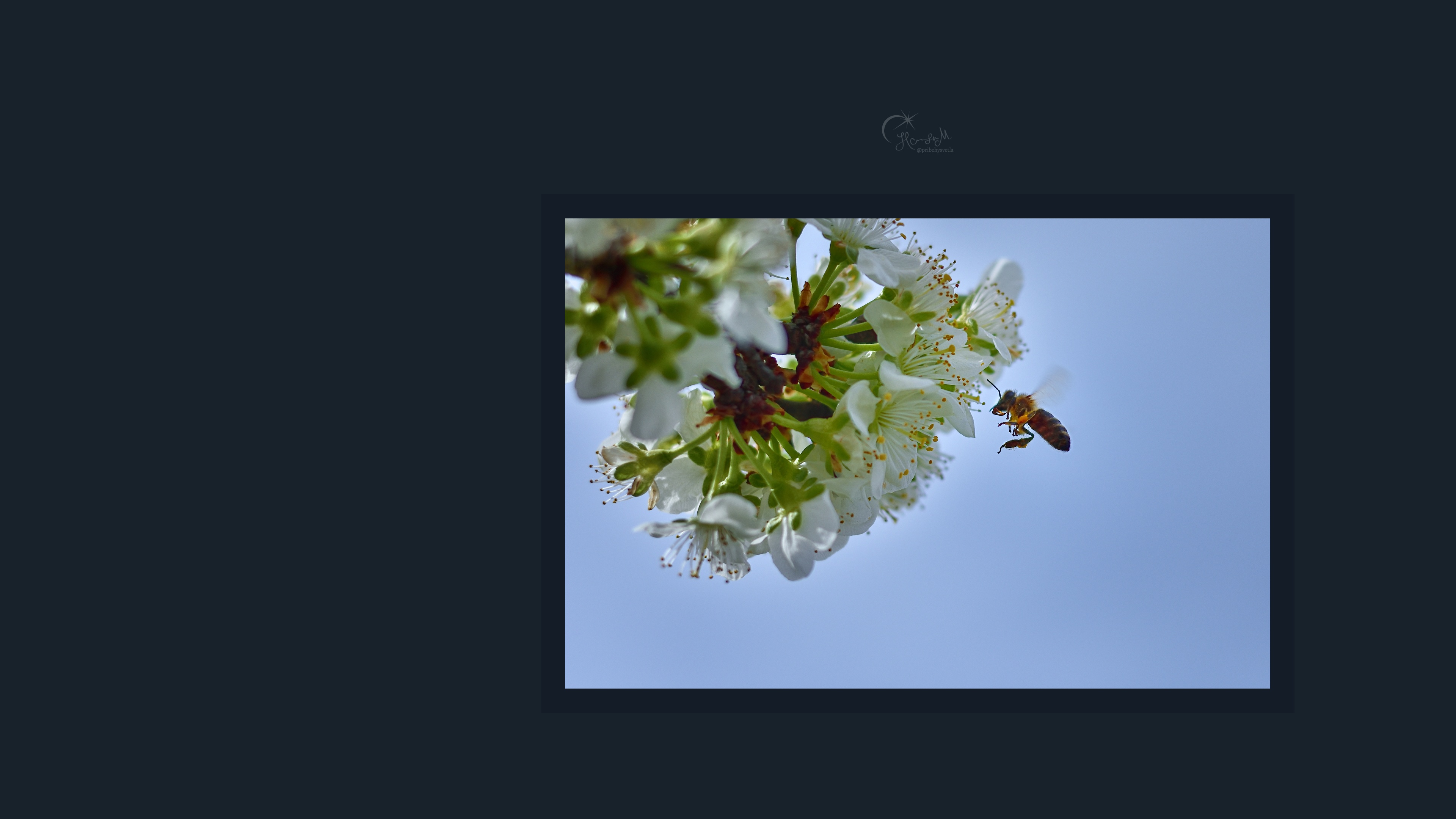 Včelka medonosná na květu švestky